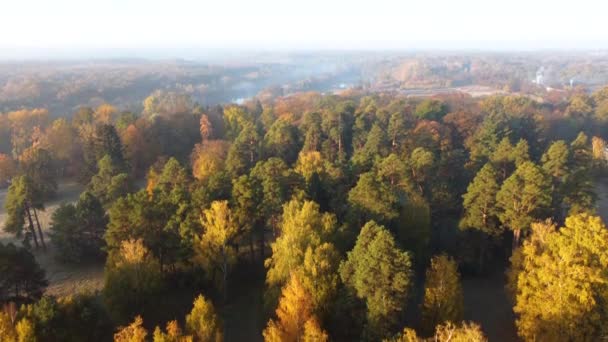 Aerial Flying Trees Yellow Leaves Meadow River Autumn Sunny Morning — Video