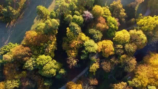Aerial Flying Trees Yellow Leaves Meadow Dirt Road Morning Mist — Vídeo de stock