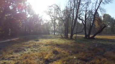 Aerial drone view over a meadow with grass with hoarfrost in park on a sunny autumn morning. The sun shines through the branches of trees. Autumn, fall season. Sunbeams. Beautiful natural background
