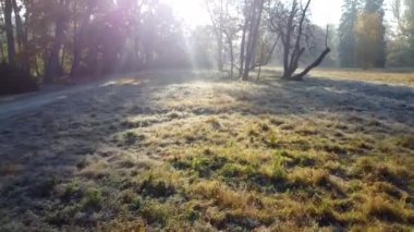 Aerial drone view over a meadow with grass with hoarfrost in park on a sunny autumn morning. The sun shines through the branches of trees. Autumn, fall season. Sunbeams. Beautiful natural background