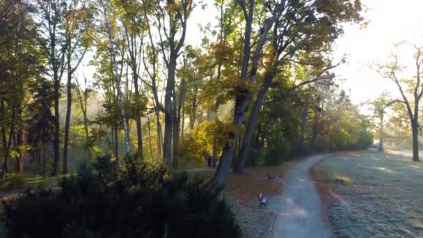 Sun Shines Branches Park Dirt Paths Benches Morning Fog Meadow — Stockvideo