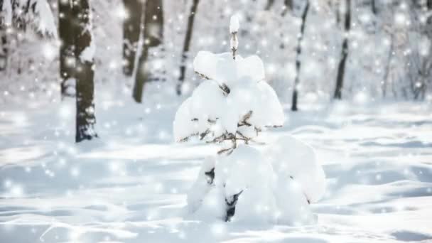 Small Beautiful Christmas Tree Covered Thick Layer Snow Snowy Meadow — Wideo stockowe