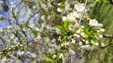 White blooming cherry flowers and buds on branch with green leaves close-up.Lots of white flowers in sunlight spring sunny day. Beautiful natural background from cherry blossom tree.