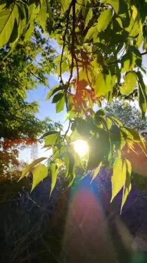 Sun shines through leaves on tree branches incity park. Green fresh young leaves sway in wind on background of shining sun. Sunbeams shine through leaves. Beautiful natural background. Vertical video