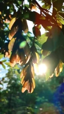 Sun shine through green ash leaves and seeds of tree at dawn sunset in spring summer. Leaves, pink ash-tree seeds sway in wind on background of shining sun. Beautiful natural background Vertical video