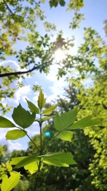 Beautiful young fresh leaf on tree branch through which sun shines against blue sky and swaying in wind close-up. Concept ecology, environmental protection. Natural spring background. Vertical video