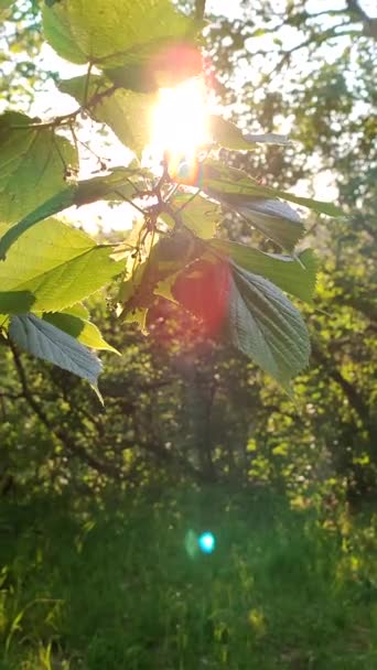 Sun Shine Green Leaves Tree Dawn Sunset Summer Green Fresh — Stockvideo