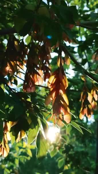 Sun Shine Green Ash Leaves Seeds Tree Dawn Sunset Spring — Vídeos de Stock