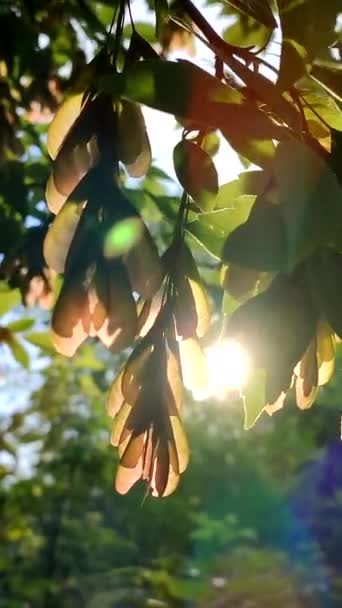 Sun Shine Green Ash Leaves Seeds Tree Dawn Sunset Spring — Stockvideo