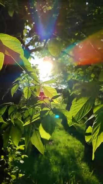 Sun Shines Leaves Tree Branches Incity Park Green Fresh Young — Vídeo de Stock