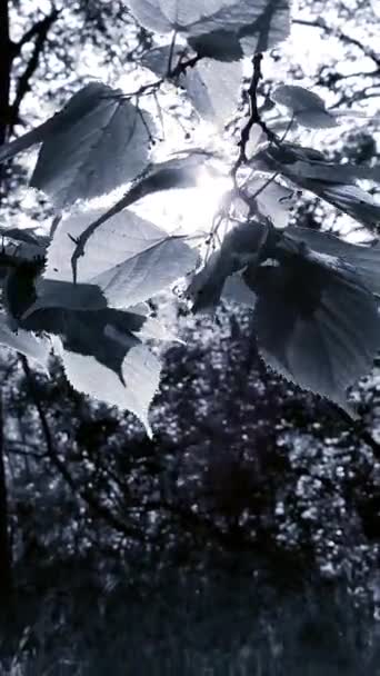 Sun Shine Leaves Tree Dawn Sunset Summer Fresh Young Leaves — Video