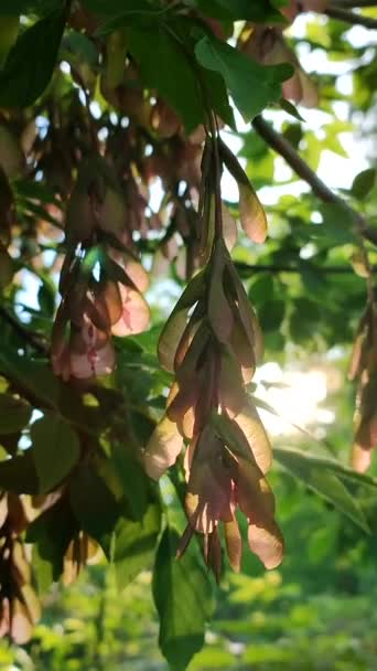 Sun Shine Green Ash Leaves Seeds Tree Dawn Sunset Spring — Stockvideo