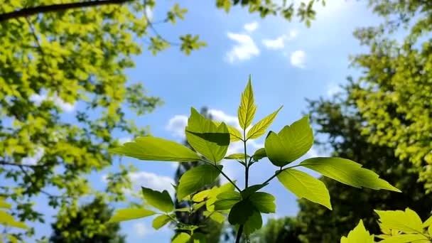 Beautiful Young Fresh Leaf Tree Branch Blue Sky Swaying Wind — Vídeo de Stock