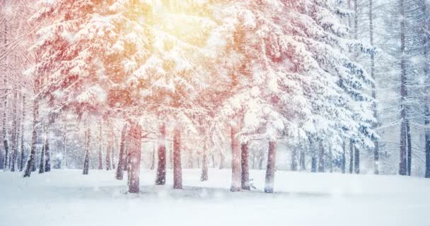 幻想的なおとぎ話の魔法の風景クリスマスツリーフォレストパーク冬の晴れた日に雪の中で クリスマス冬の新年の風景の背景 シームレスなループ コンセプト — ストック動画