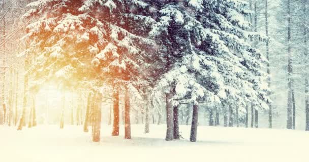 Fantastique Conte Fées Paysage Magique Vue Arbre Noël Forest Park — Video