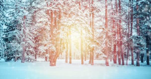 Fantastická Pohádková Kouzelná Krajina Pohled Vánoční Strom Forest Park Zimě — Stock video