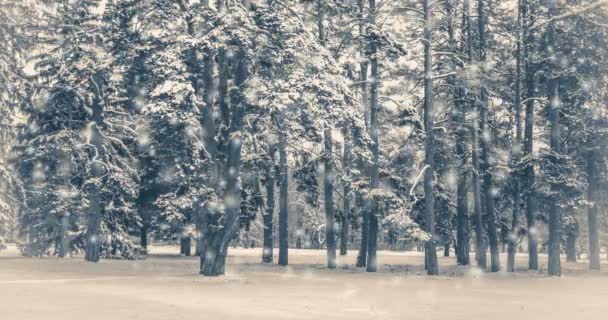 Imagens Antigas Vintage Árvore Campo Inverno Com Neve Caindo Floresta — Vídeo de Stock