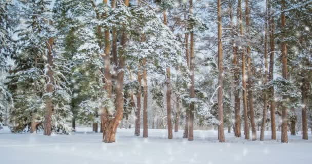 Árvore Campo Inverno Com Neve Caindo Floresta Neve Queda Neve — Vídeo de Stock