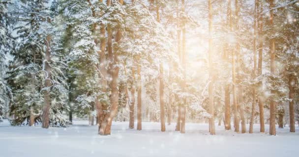 太陽の光とハイライトと雪の森の中で非常に素敵な大きなクリスマスツリー シネマグラフシームレスループアニメーションモーションGifレンダリングの背景 — ストック動画