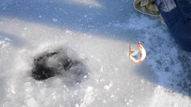 冬の釣りのクローズ アップ 冬の川の氷の穴で男の釣りは — ストック動画