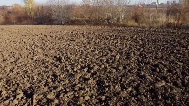 Flying Plowed Fields Black Soil Sunny Autumn Day Fields Black — Stock Video