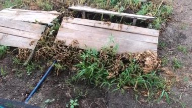 Salyangoz çiftliği. Salyangoz çiftliğinde yakından büyüyen salyangozlar. Salyangoz yetiştiriciliği. Çiftlikte salyangoz yetiştiriyorum. Yenilebilir salyangoz yetiştirmek için çiftlik. Doğal tarım üretimi organik salyangoz üretimi