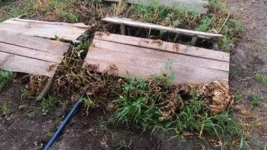 Salyangoz çiftliği. Salyangoz çiftliğinde yakından büyüyen salyangozlar. Salyangoz yetiştiriciliği. Çiftlikte salyangoz yetiştiriyorum. Yenilebilir salyangoz yetiştirmek için çiftlik. Doğal tarım üretimi organik salyangoz üretimi