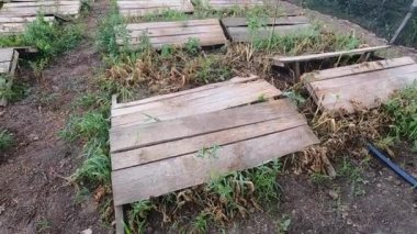 Salyangoz çiftliği. Salyangoz çiftliğinde yakından büyüyen salyangozlar. Salyangoz yetiştiriciliği. Çiftlikte salyangoz yetiştiriyorum. Yenilebilir salyangoz yetiştirmek için çiftlik. Doğal tarım üretimi organik salyangoz üretimi