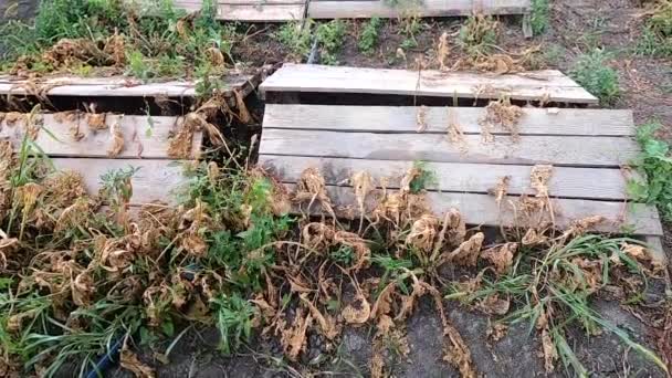 Slakkenboerderij Borden Waarop Slakken Groeien Slakken Boerderij Buiten Close Slakkenkweek — Stockvideo