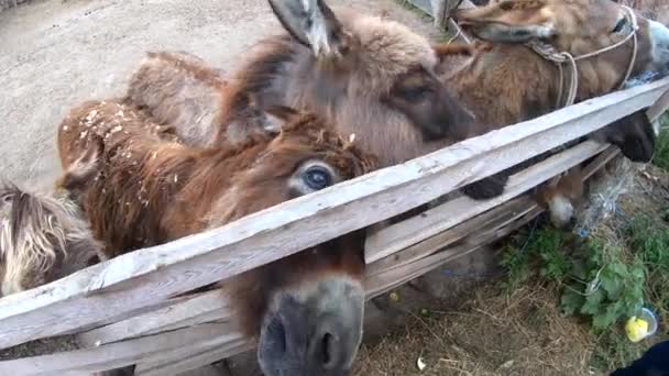 Domestic Donkey Ass Many Donkeys Standing Paddock Donkey Farm Donkey — Stockvideo