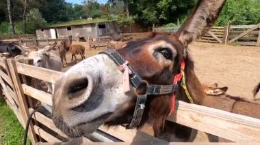 Domestic donkey, ass. Many donkeys standing in paddock at donkey farm. Donkey muzzle head close up. Donkey farm. Corral for livestock. Animal husbandry. Domestic animals. Livestock industry breeding