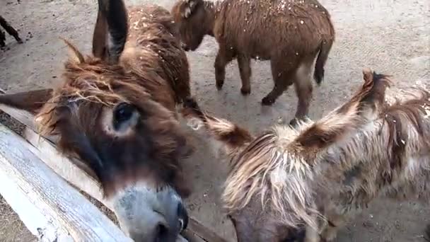Domestic Donkey Ass Many Donkeys Standing Paddock Donkey Farm Donkey — Video Stock
