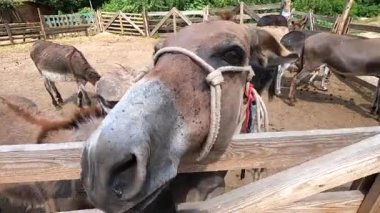 Domestic donkey, ass. Many donkeys standing in paddock at donkey farm. Donkey muzzle head close up. Donkey farm. Corral for livestock. Animal husbandry. Domestic animals. Livestock industry breeding