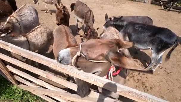 Domestic Donkey Ass Many Donkeys Standing Paddock Donkey Farm Donkey — ストック動画