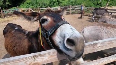 Domestic donkey, ass. Many donkeys standing in paddock at donkey farm. Donkey muzzle head close up. Donkey farm. Corral for livestock. Animal husbandry. Domestic animals. Livestock industry breeding