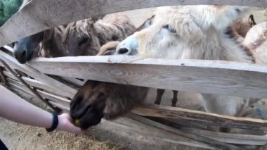 Woman feeding donkey at donkey farm. Domestic donkey, ass. Many donkeys standing in paddock. Donkey muzzle head close-up. Corral for livestock. Domestic animal husbandry. Livestock industry breeding