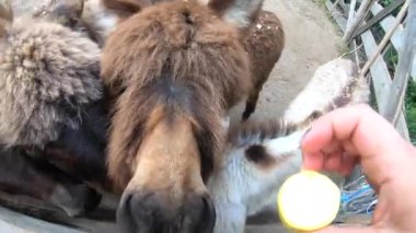 Woman feeding donkey at donkey farm. Domestic donkey, ass. Many donkeys standing in paddock. Donkey muzzle head close-up. Corral for livestock. Domestic animal husbandry. Livestock industry breeding