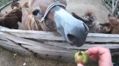 Woman feeding donkey at donkey farm. Domestic donkey, ass. Many donkeys standing in paddock. Donkey muzzle head close-up. Corral for livestock. Domestic animal husbandry. Livestock industry breeding