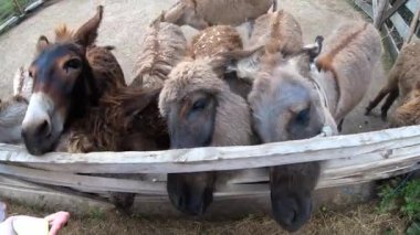 Woman feeding donkey at donkey farm. Domestic donkey, ass. Many donkeys standing in paddock. Donkey muzzle head close-up. Corral for livestock. Domestic animal husbandry. Livestock industry breeding