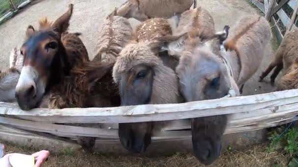 Woman Feeding Donkey Donkey Farm Domestic Donkey Ass Many Donkeys — Wideo stockowe