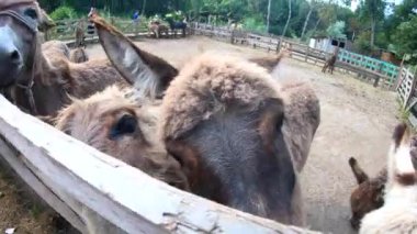 Woman feeding donkey at donkey farm. Domestic donkey, ass. Many donkeys standing in paddock. Donkey muzzle head close-up. Corral for livestock. Domestic animal husbandry. Livestock industry breeding