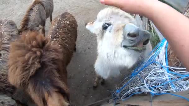 Girl Stroking Domestic Donkey Head Donkey Ass Farm Many Donkeys — Video Stock