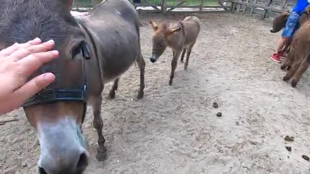 Girl Stroking Domestic Donkey Head Donkey Ass Farm Many Donkeys — Stock video