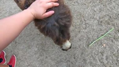 Girl stroking domestic donkey on head at donkey, ass farm. Many donkeys standing in paddock. Donkey muzzle head close-up. Corral for livestock. Domestic animal husbandry. Livestock industry breeding