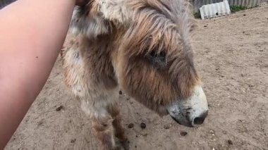 Girl stroking domestic donkey on head at donkey, ass farm. Many donkeys standing in paddock. Donkey muzzle head close-up. Corral for livestock. Domestic animal husbandry. Livestock industry breeding