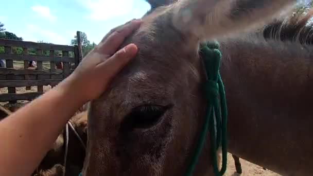 Girl Stroking Domestic Donkey Head Donkey Ass Farm Many Donkeys — Stock Video