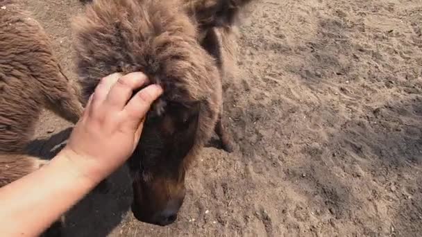Girl Stroking Domestic Donkey Head Donkey Ass Farm Many Donkeys — Stockvideo