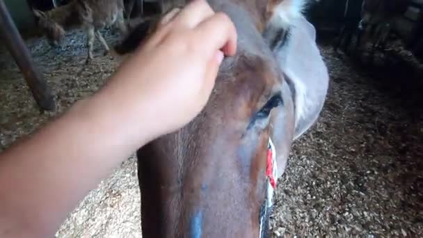 Girl Stroking Domestic Donkey Head Donkey Ass Farm Many Donkeys — 图库视频影像