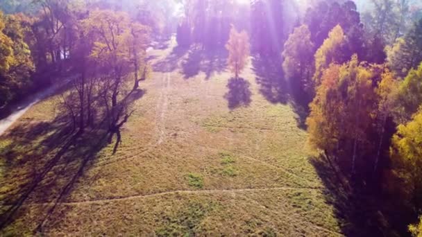 Lot Nad Drzewami Polana Parku Słoneczny Jesienny Dzień Widok Lotu — Wideo stockowe