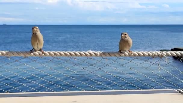 Δύο Πουλιά Σπουργίτι Τεντωμένο Σχοινί Δίχτυ Ενάντια Στη Θάλασσα Και — Αρχείο Βίντεο
